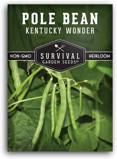 Semilla judía Kentucky Wonder para plantar en jardín casero
