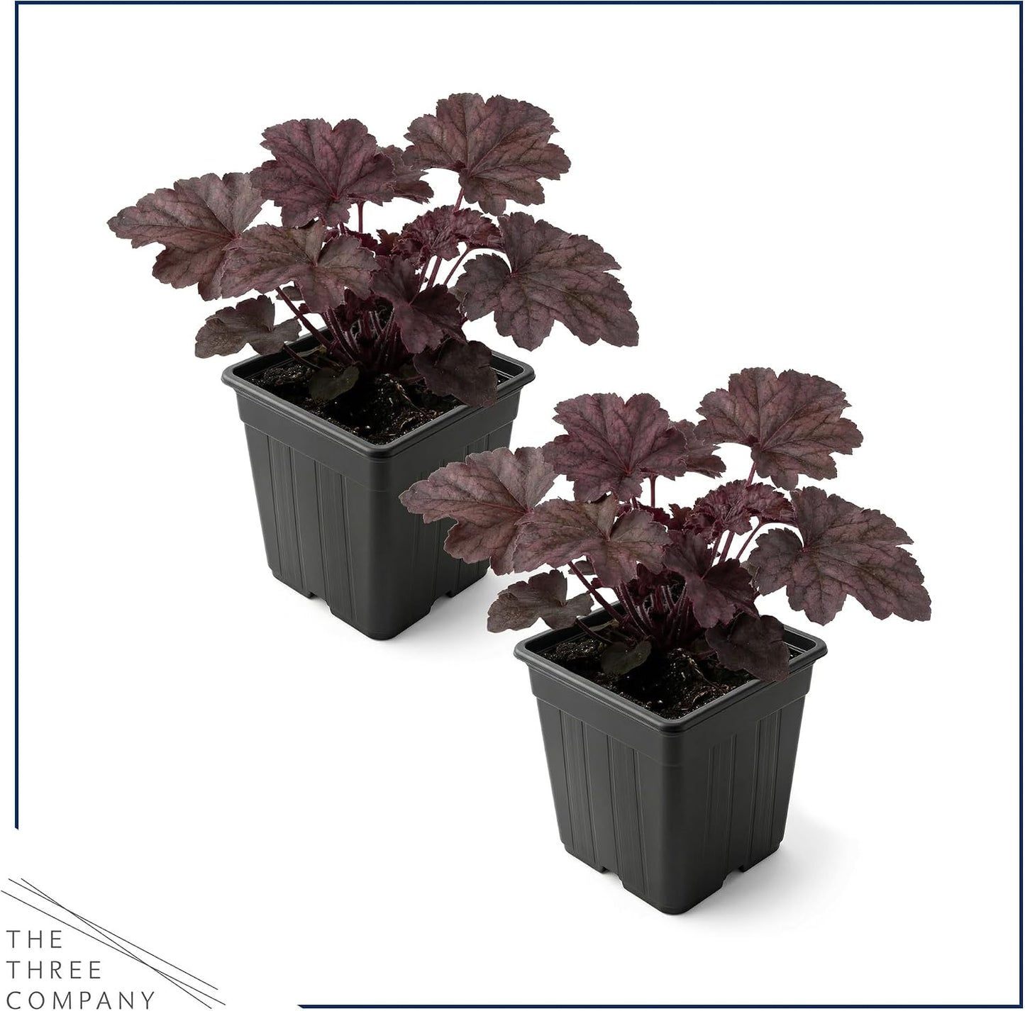 Planta Heuchera Coral Bells 10pulg maceta 1qt