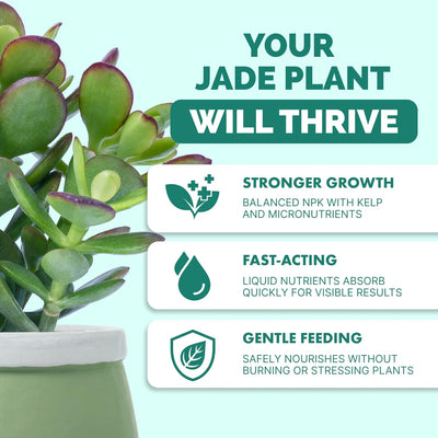 Fertilizante jade líquido para plantas hojas gruesas 8oz