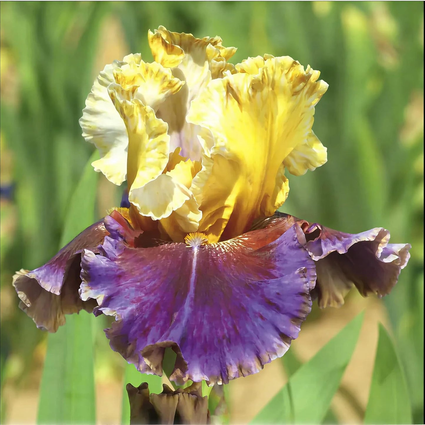 75 Semillas Iris Colores Mixtos para Jardín