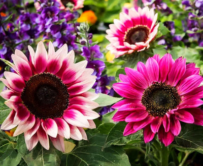 100 semillas girasol rosa fresa híbridos sin OGM para mariposas