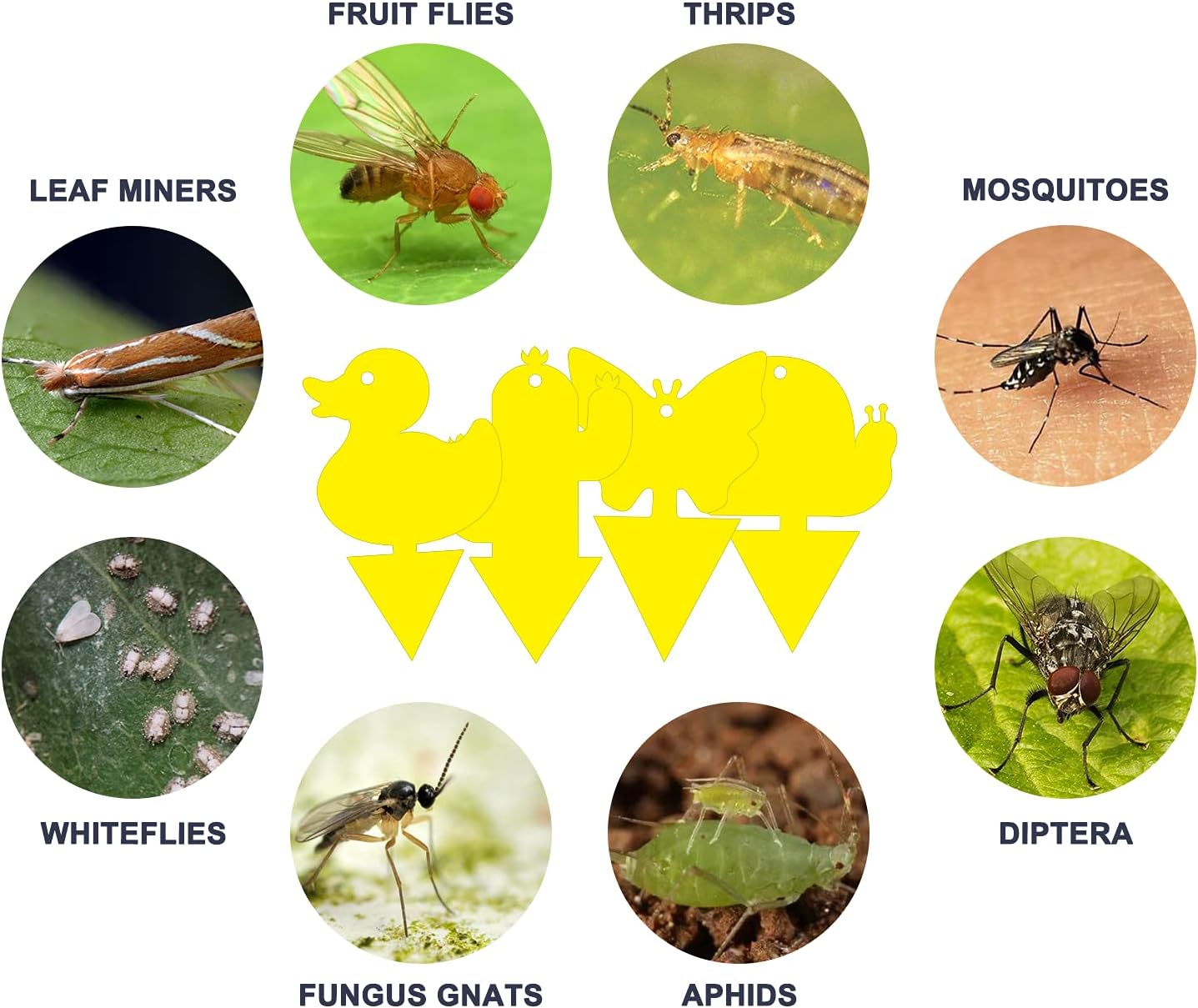 48 Trampas adhesivas doble cara para mosquitos