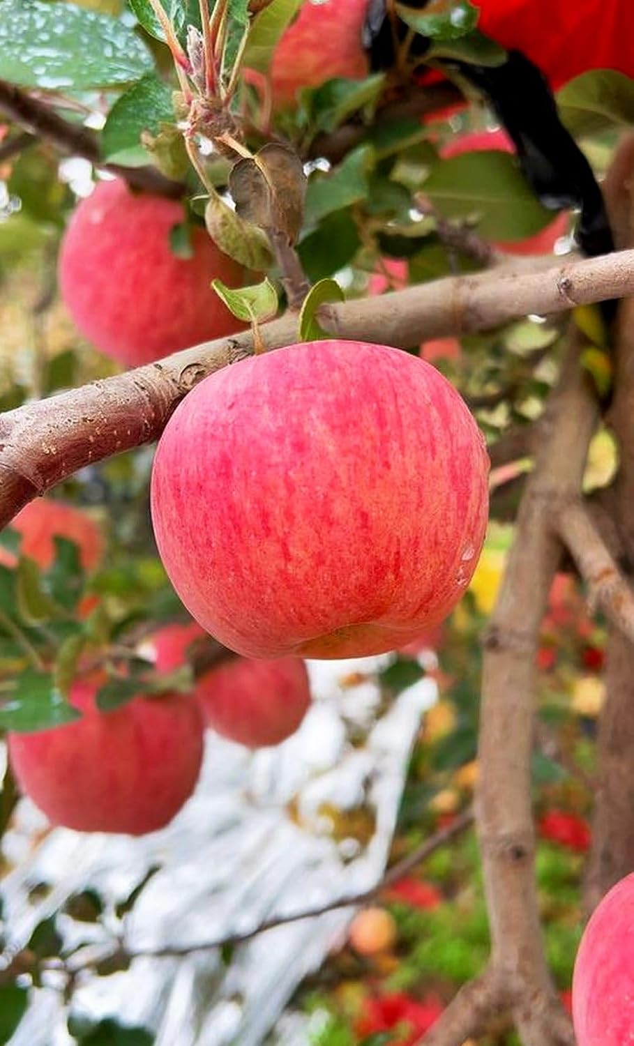 100 Pzas Semillas Manzano Miel Crujiente Pomme Pommier