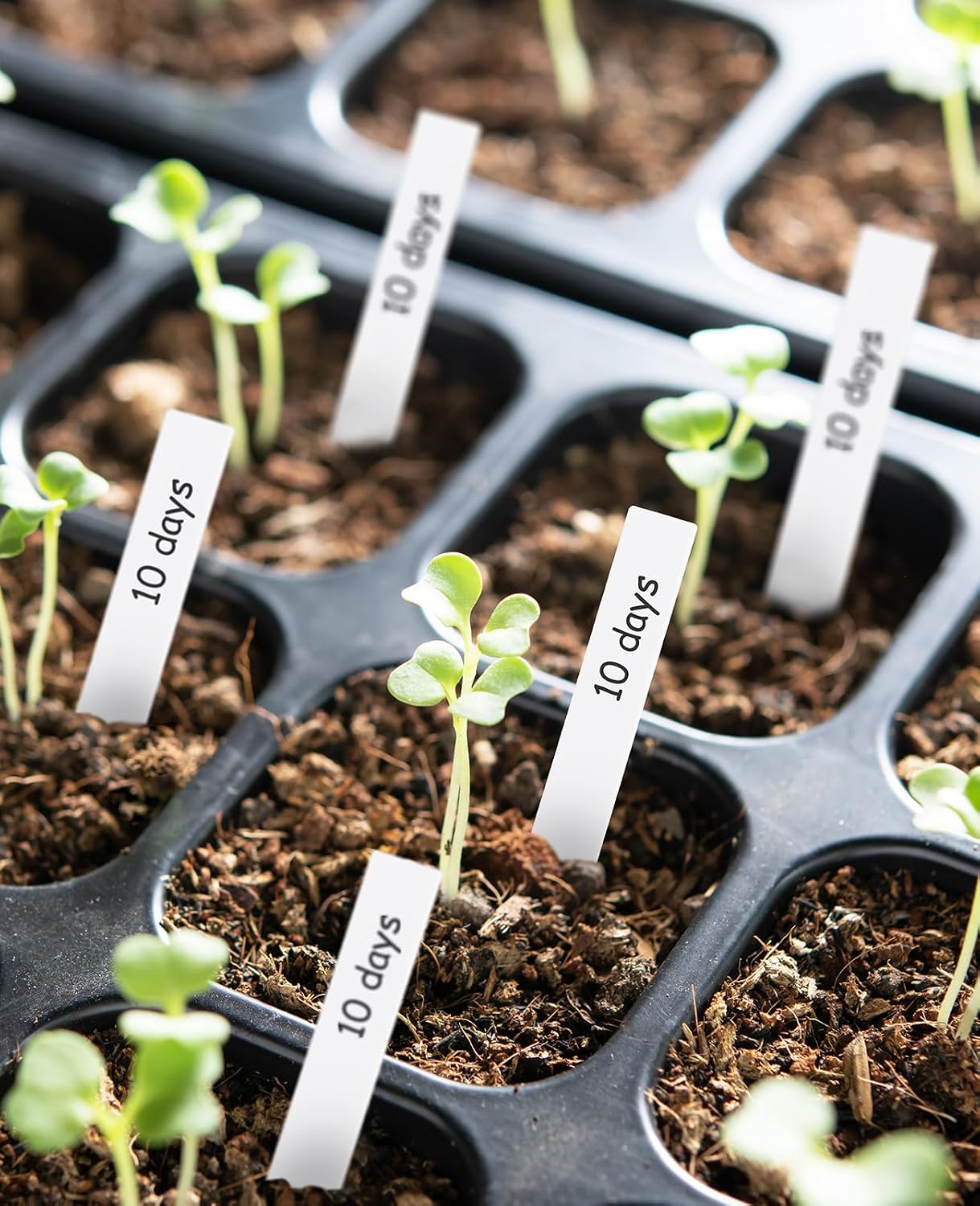 200 Etiquetas Plástico 4pulg Impermeables Jardinería