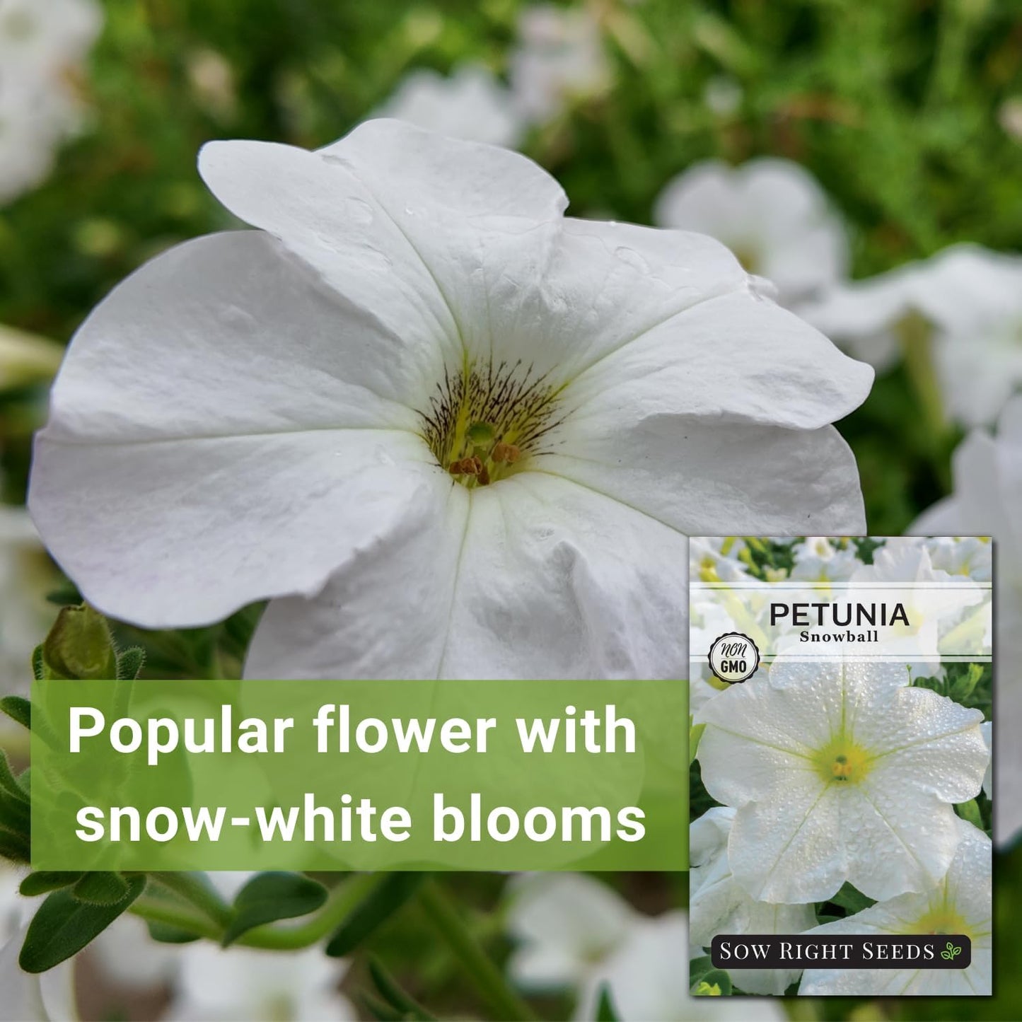 Semillas petunia Snowball blancas para jardín y contenedores