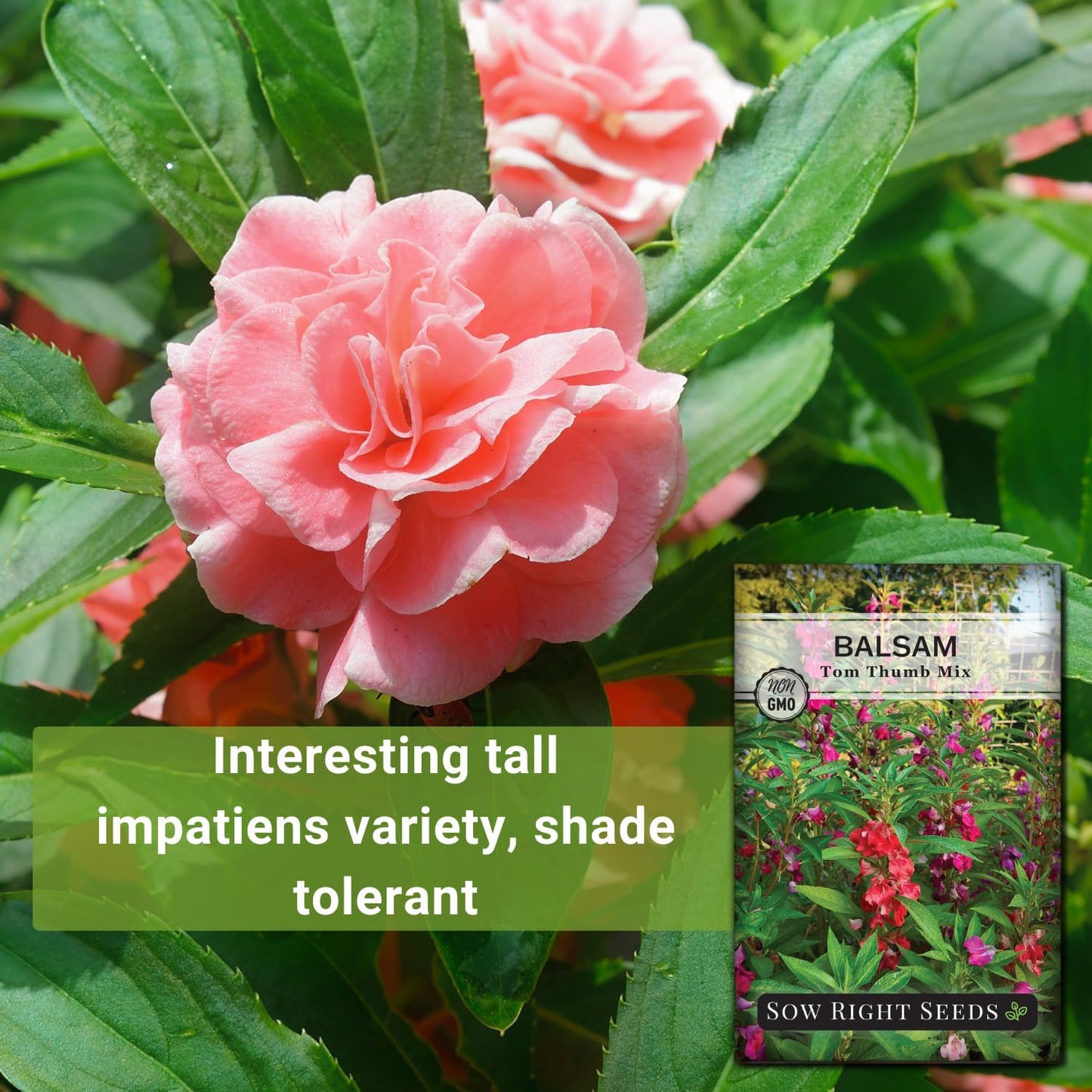 Semillas Impatiens para jardín interior y exterior pack