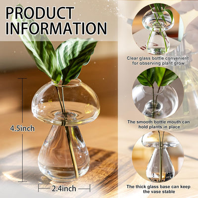Maceta vidrio propagación plantas decoración hogar
