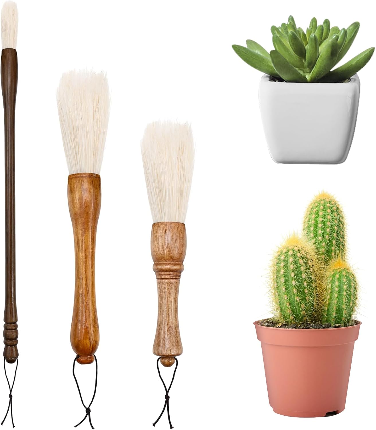Cepillos cactus asa madera cerdas cabra jardín 3 tamaños