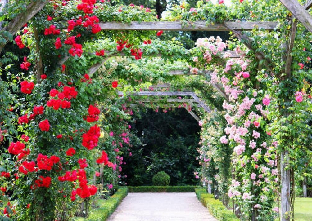 100+ Semillas Rosas Trepadoras para Cultivo
