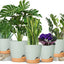 Macetas plástico autoriego 5.5-7pulg violeta africana