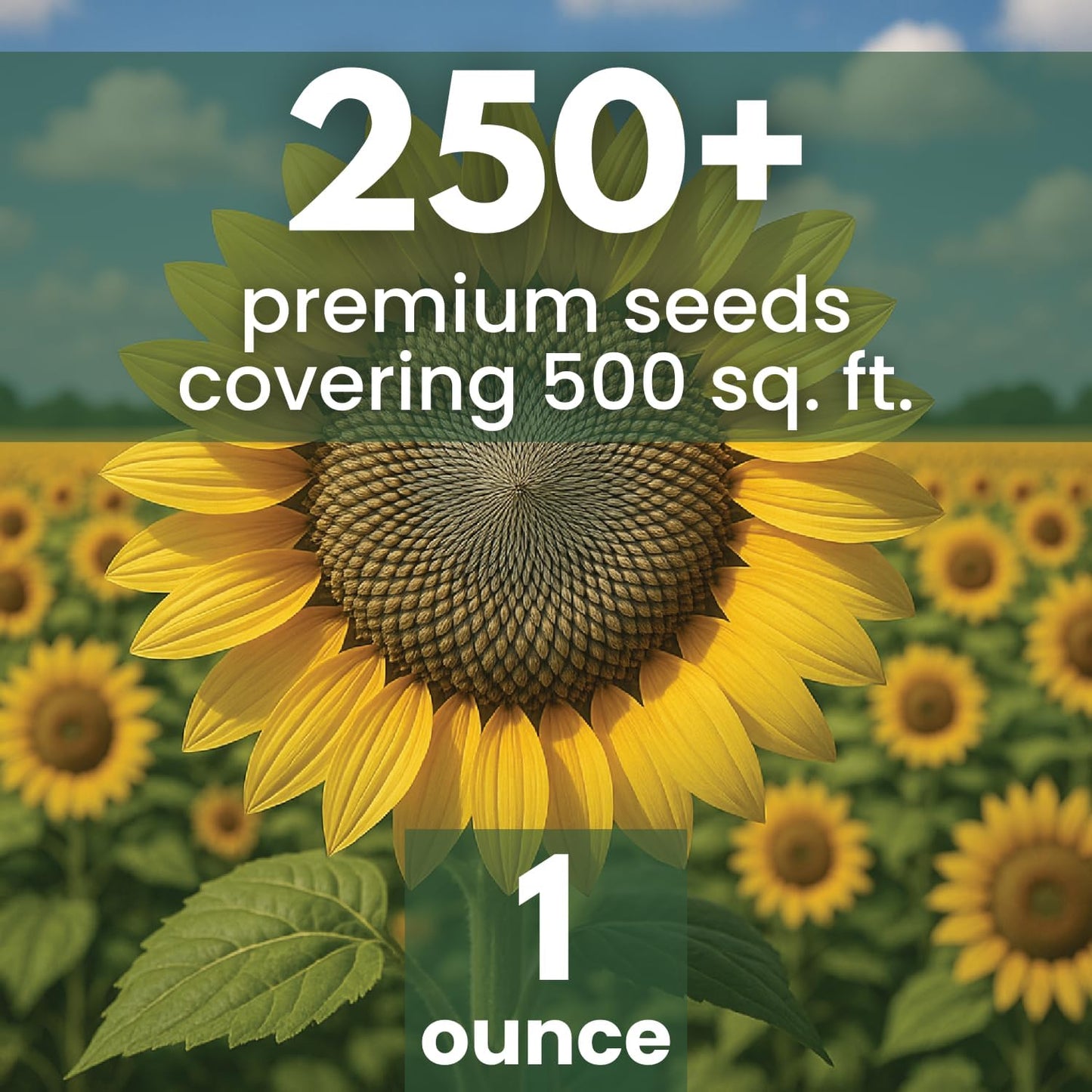 Girasol rayas grises 250 semillas 1oz temporada 2026