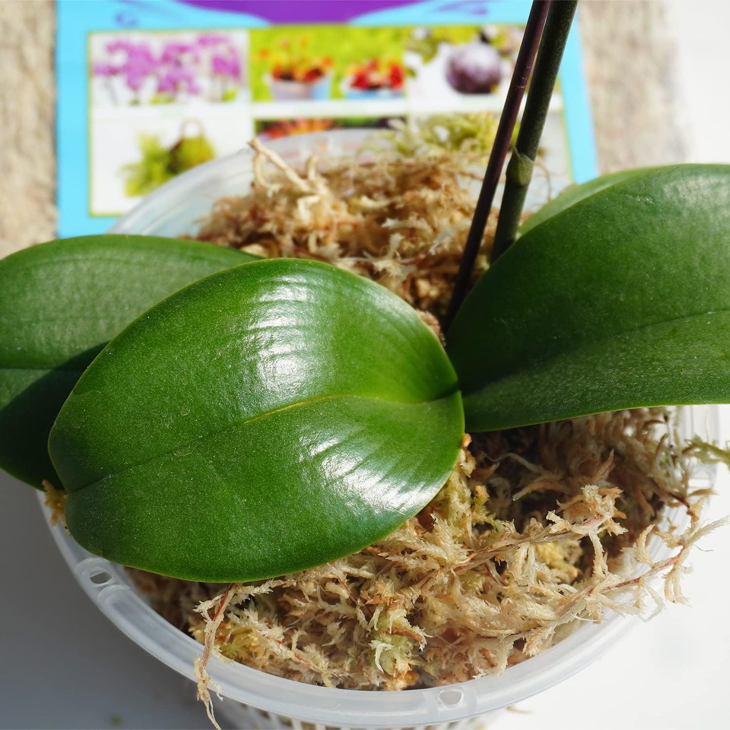 Musgo Sphagnum 34QT para Orquídeas 10oz