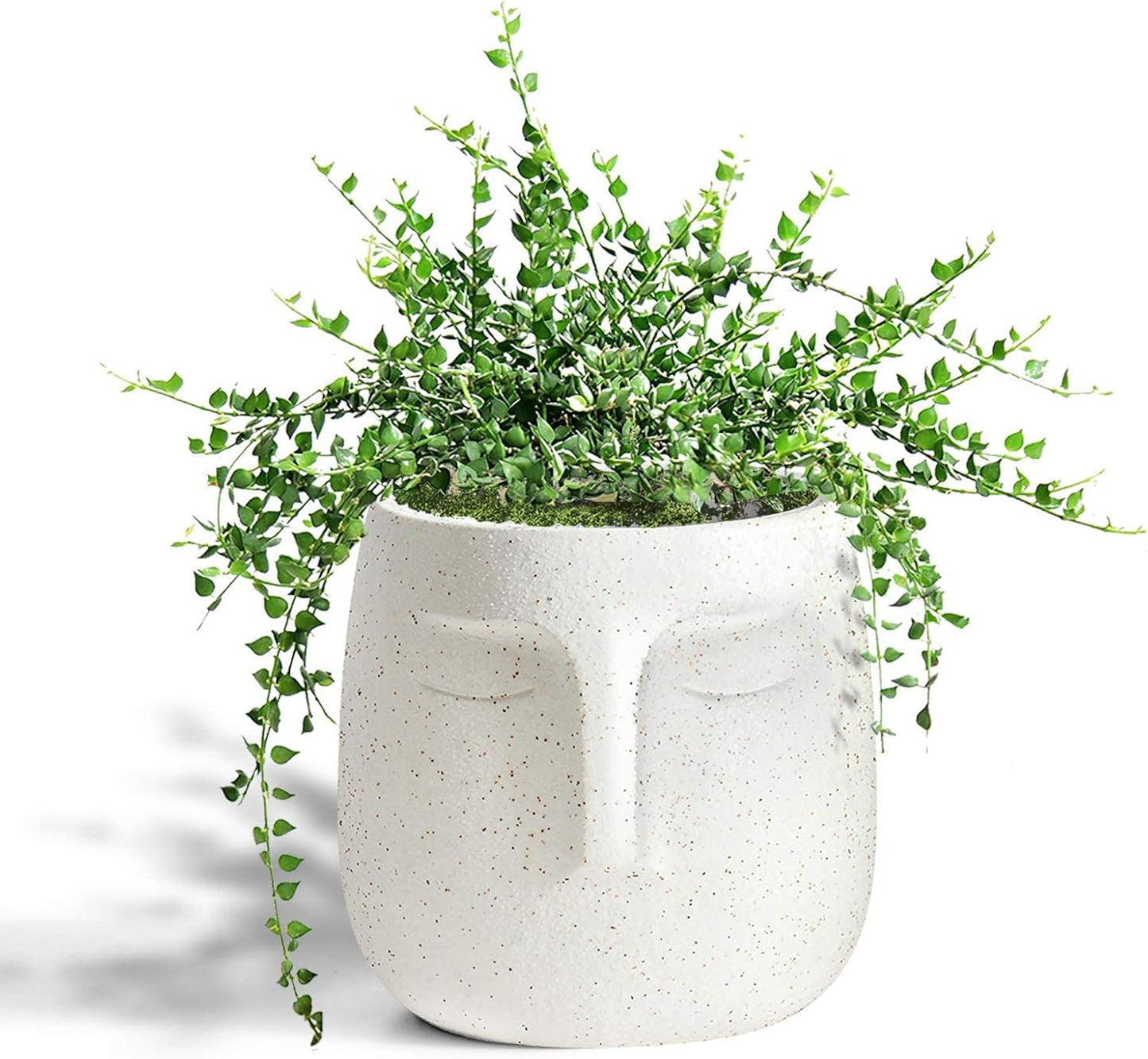 Maceta con cara para suculentas drenaje moderna decoración hogar