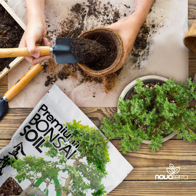 Kit suelo bonsai listo para usar con semillas de loto