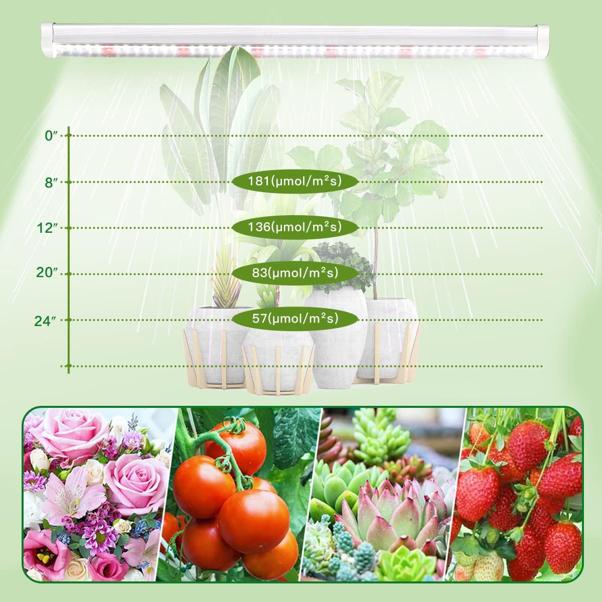 Luces LED T5 5000K espectro completo cultivo suculentas