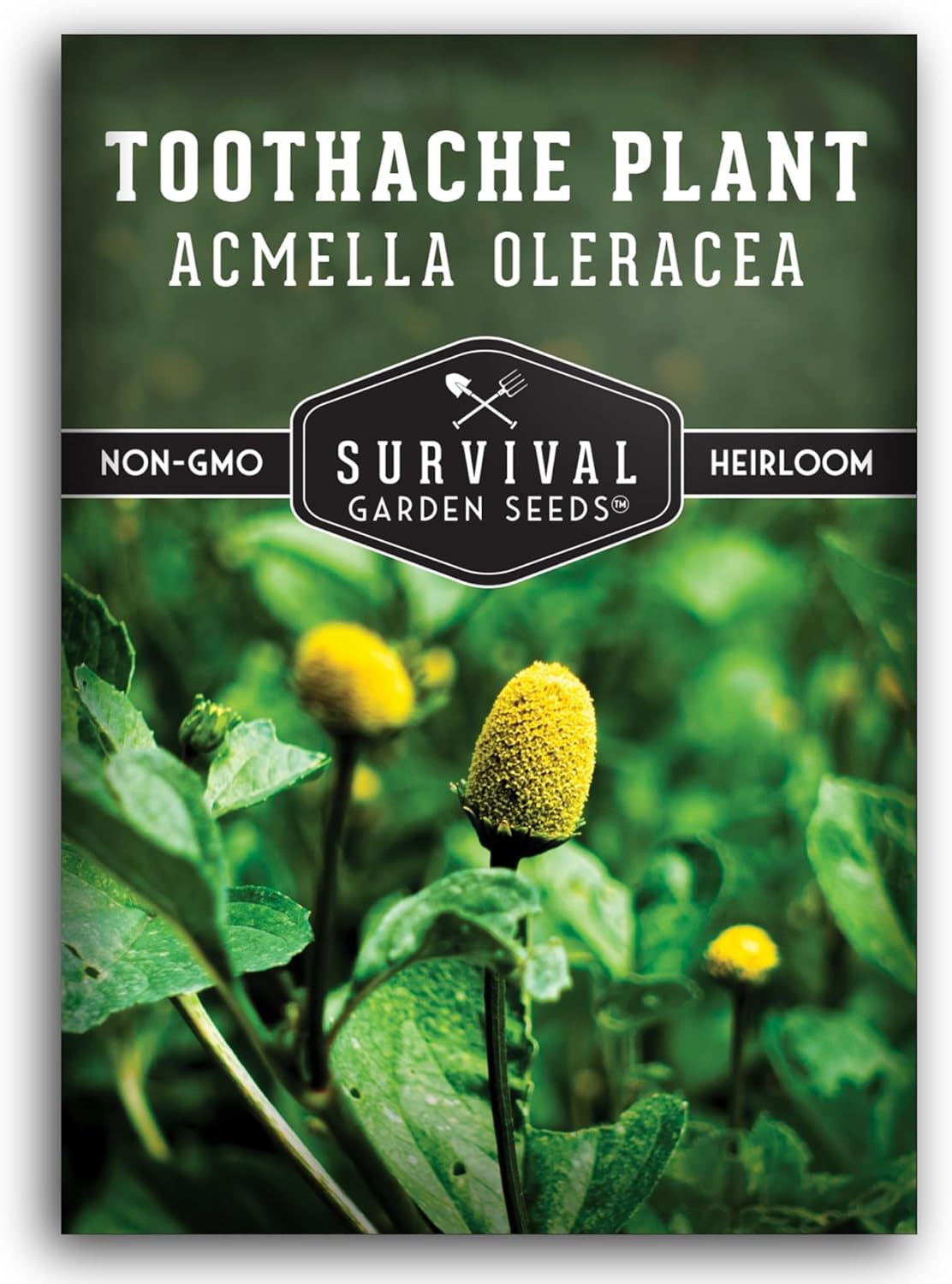 Semillas Acmella Oleracea para dolor de muelas