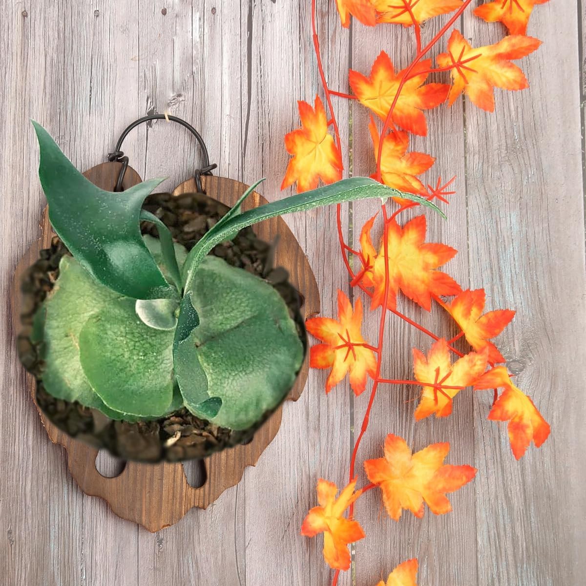 Kit montaje helecho cuerno ciervo soporte vertical orquídeas marrón