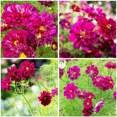 Semillas mixtas cosmos perennes para jardín atraen polinizadores