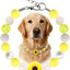 Collar perro perlas gruesas amarillas acero inox