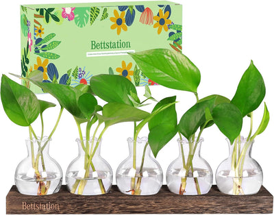 Estación propagación plantas terrario madera 5 bulbos jarrón vidrio