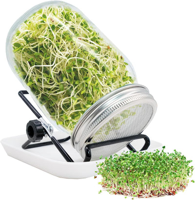 Tarro germinador kit cultivo brotes frijol alfalfa