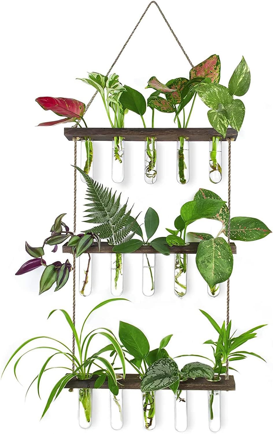 Estación propagación terrario plantas decoración hogar