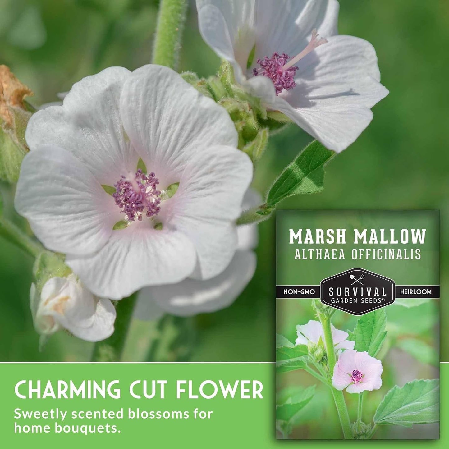 Semilla malva pantano 5 paquetes cultivo hierbas