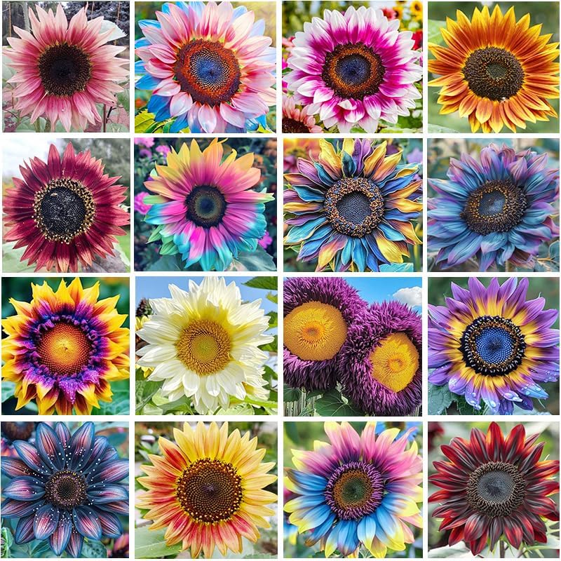 Semillas girasol mixtas para jardín patio y maceta