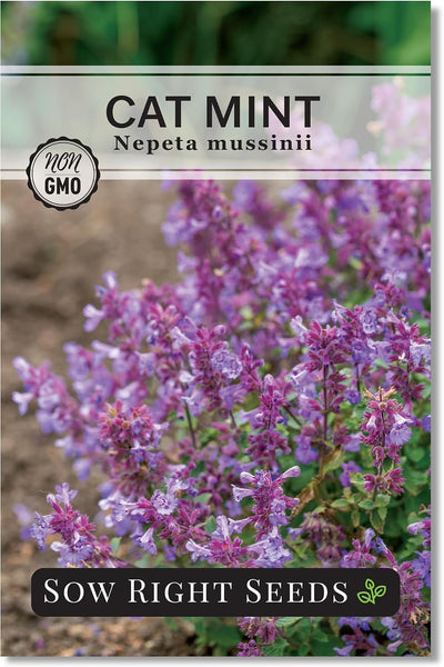 Semillas menta para gatos Nepeta fácil de cultivar
