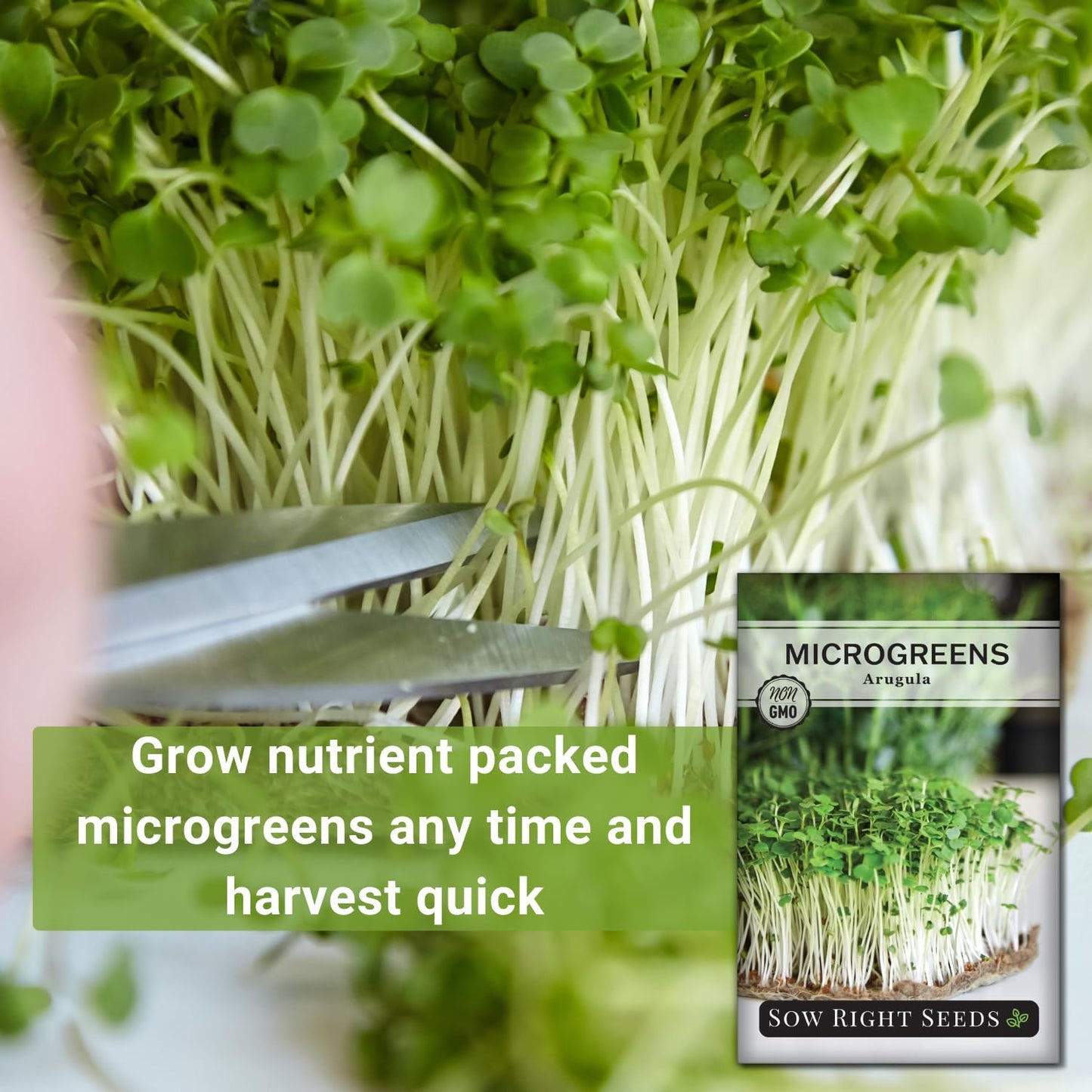 Semilla rúcula para microgreens cultivo en interiores