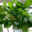 100 Mini Mariquitas Madera Autoadhesivas Color Mezclado