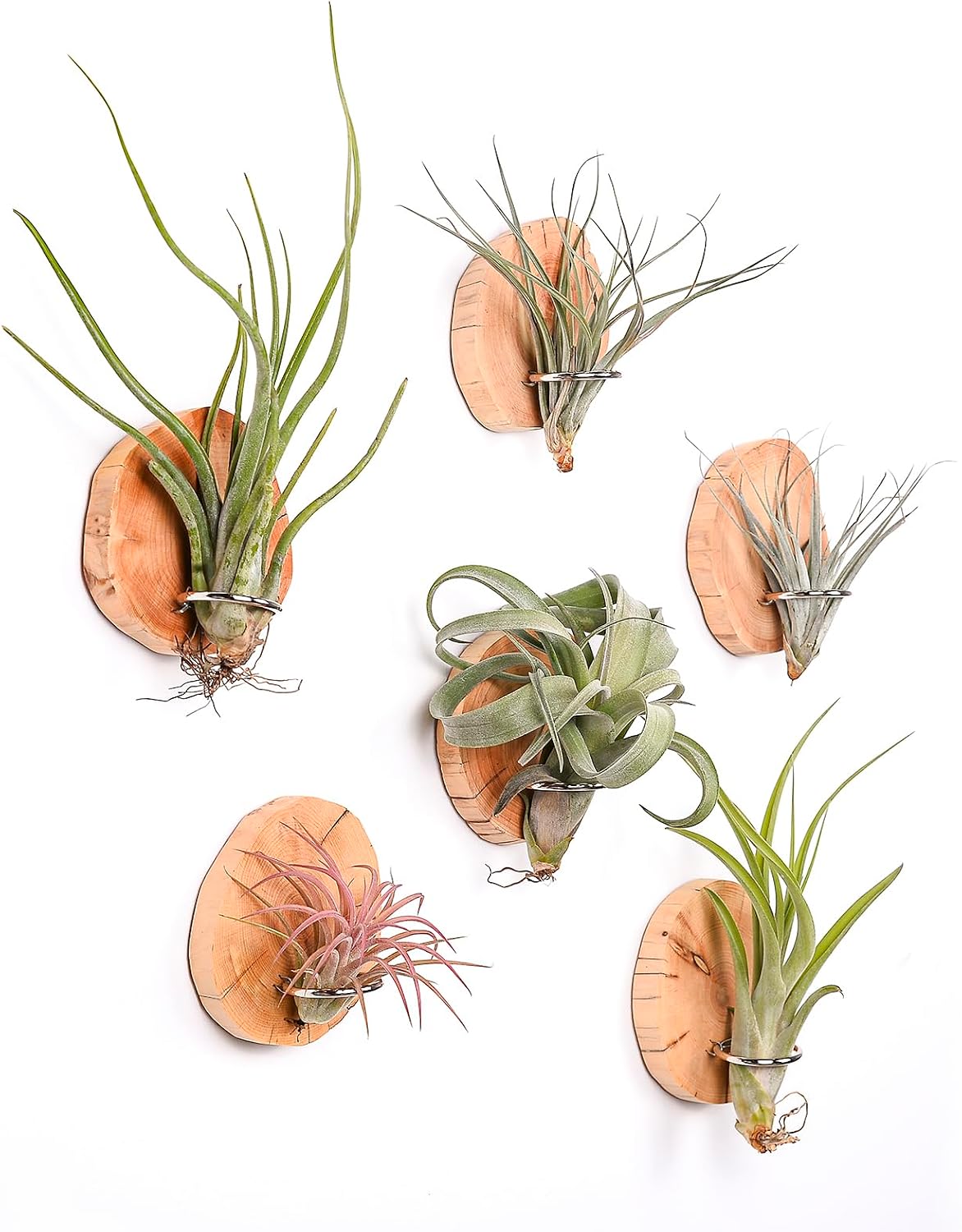 Soporte magnético para plantas de aire pared madera natural