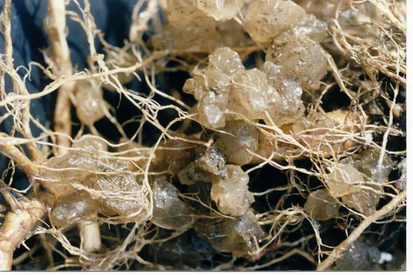 Gránulos hidrogel 8oz