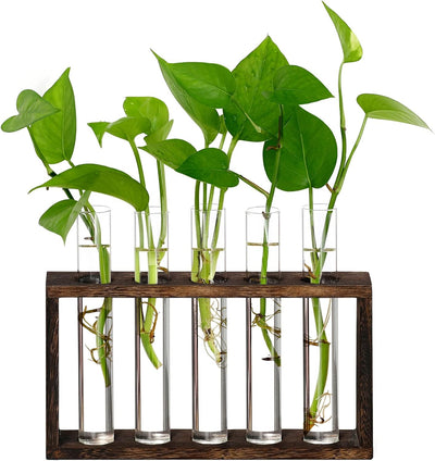 Soporte madera terrario 5 tubos ensayo macetas vidrio