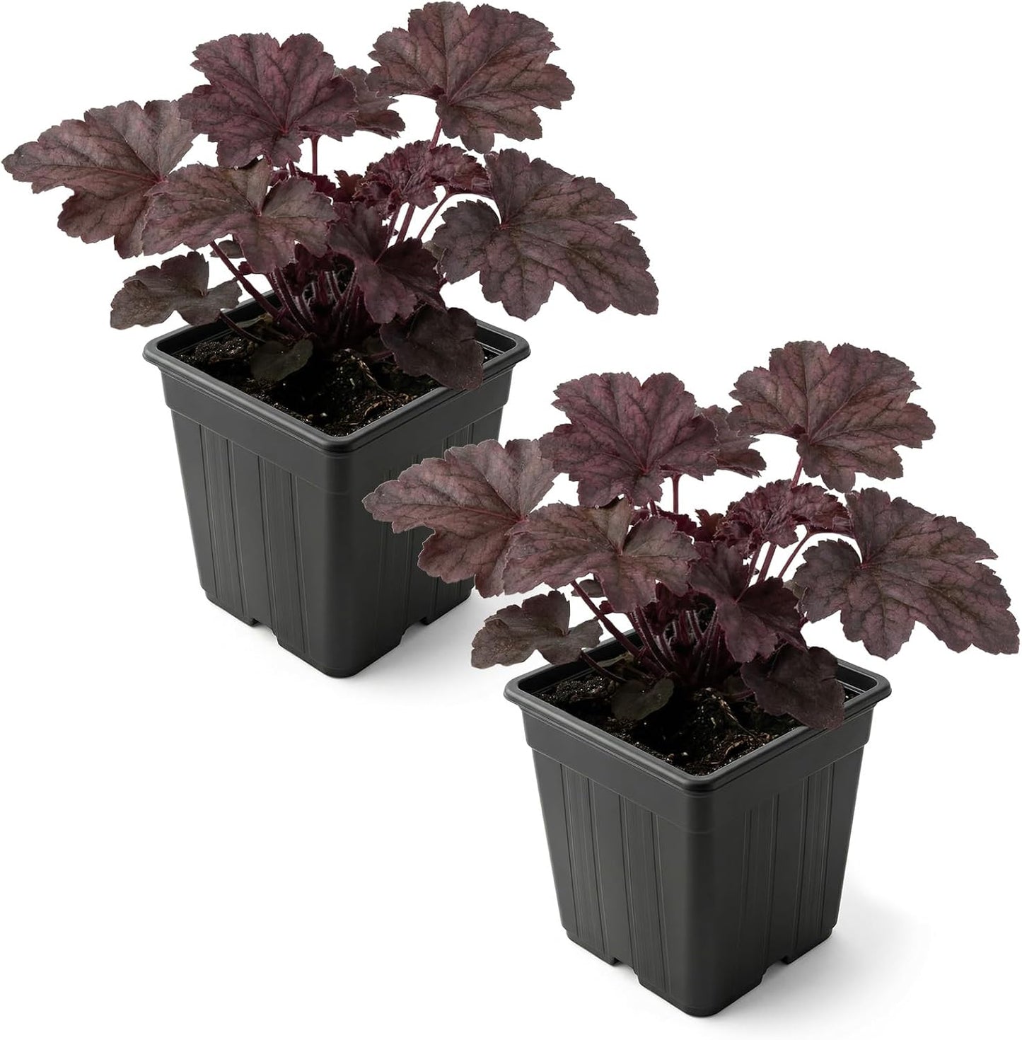 Planta Heuchera Coral Bells 10pulg maceta 1qt