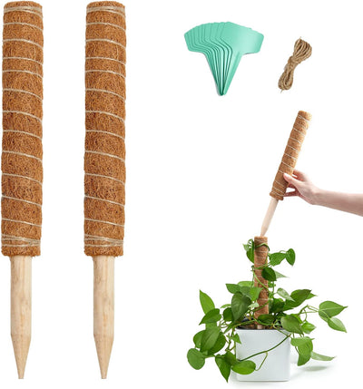 Soporte Monstera poste musgo 26pulg con cuerda y etiqueta
