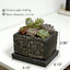 Maceta cuadrada piedra para suculentas y cactus decorativo rústica