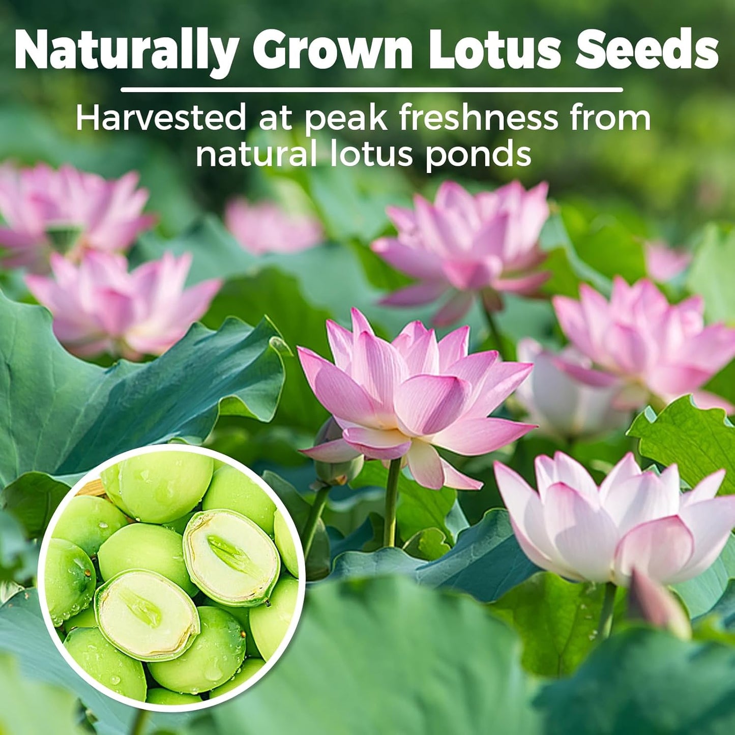 Semillas de loto blancas naturales sin núcleo 15 oz