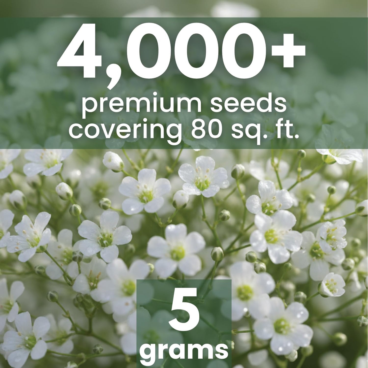 Semillas Baby's Breath 0.18oz Temporada 2026