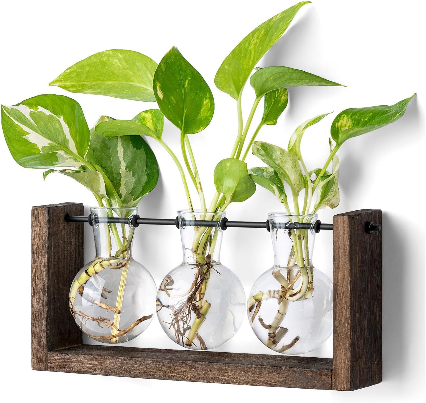 Soporte propagación plantas madera maceta vidrio decoración