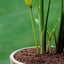 Tierra para macetas con fertilizante 0.6 pies3