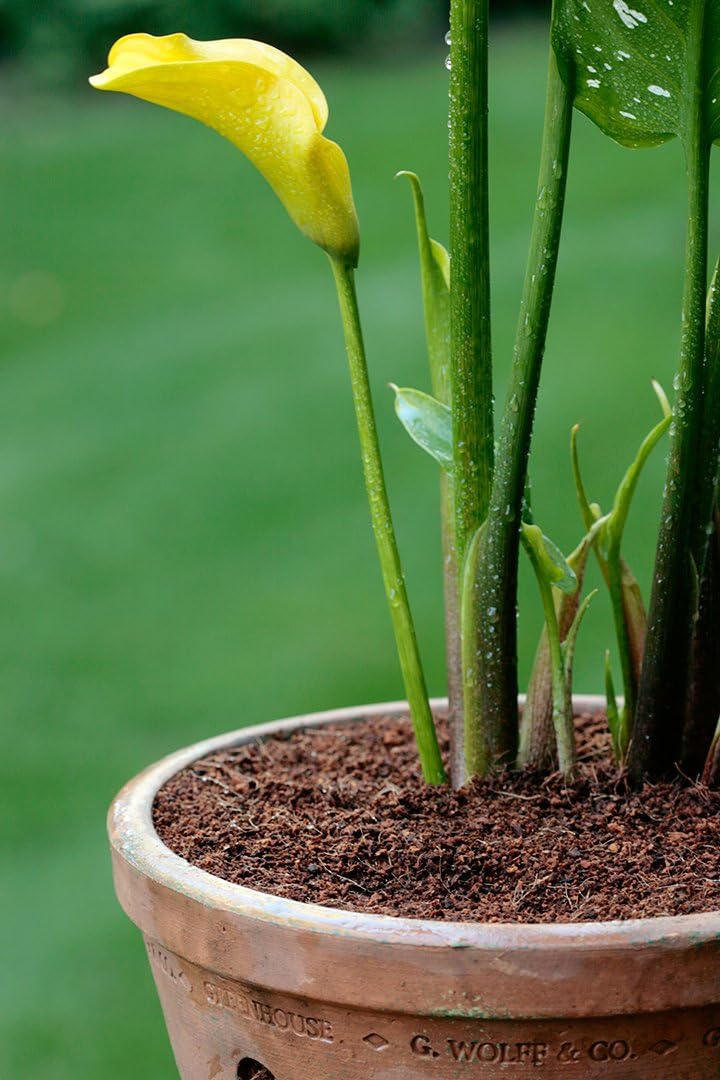 Tierra para macetas con fertilizante 0.6 pies3