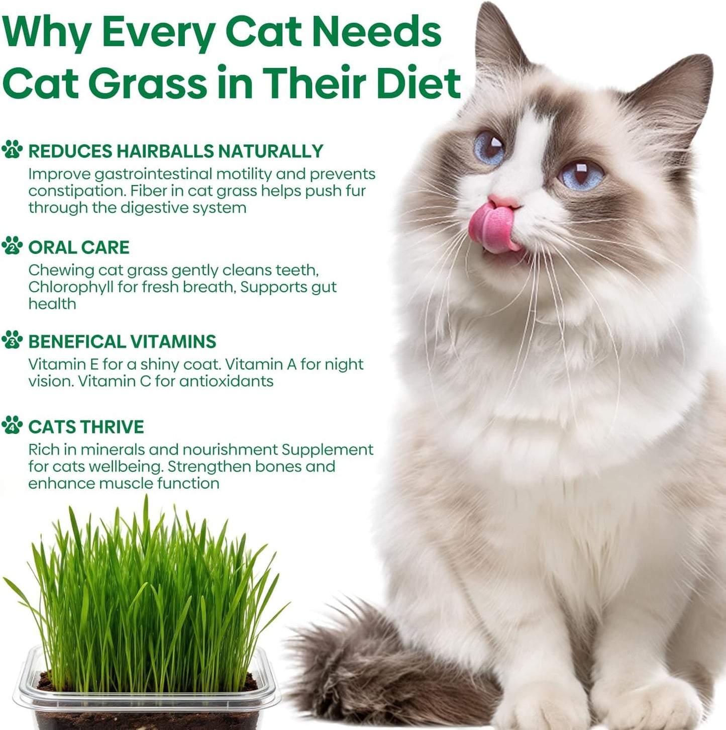 Kit cultivo césped gato 3 semillas fibra coco contenedor