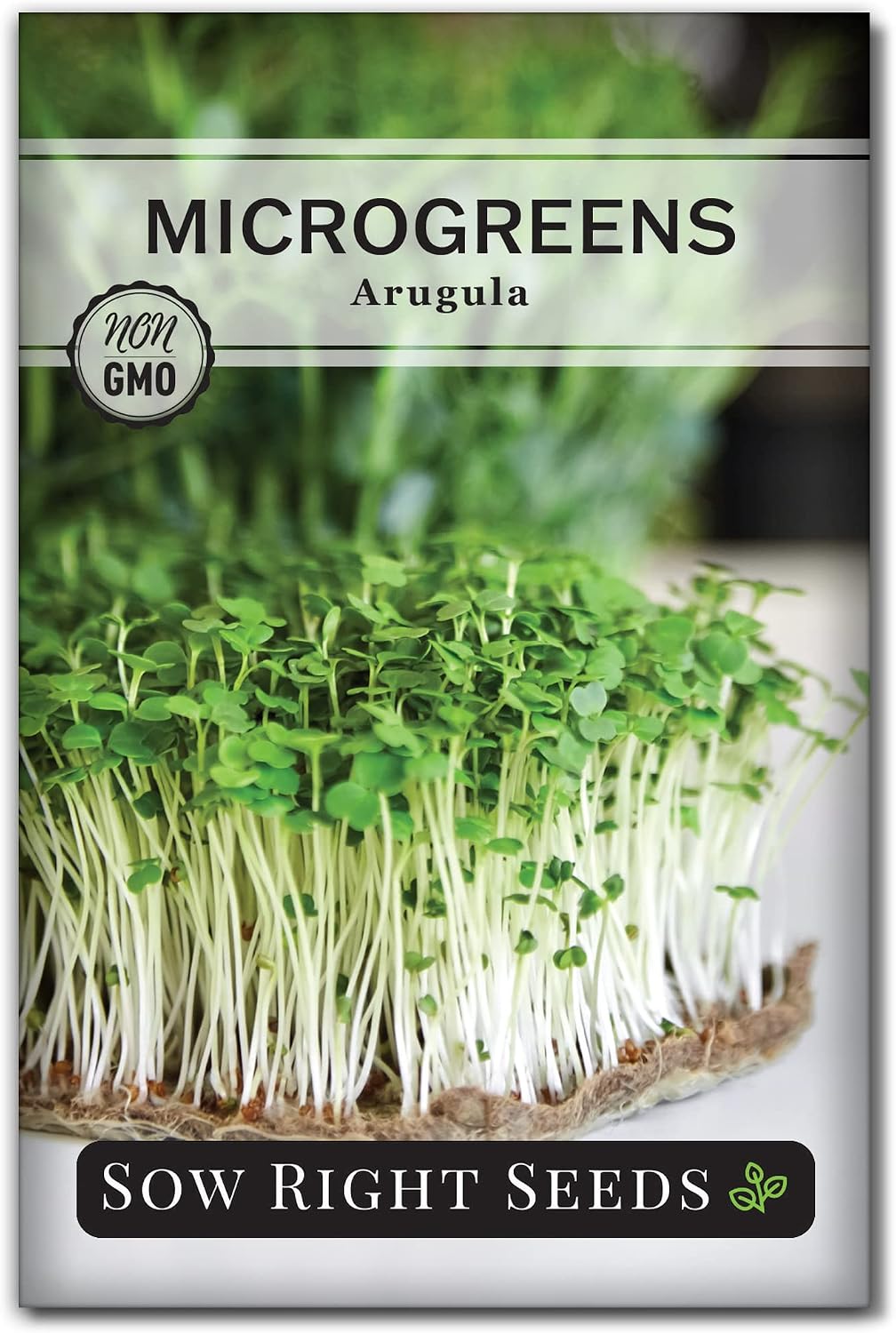 Semilla rúcula para microgreens cultivo en interiores