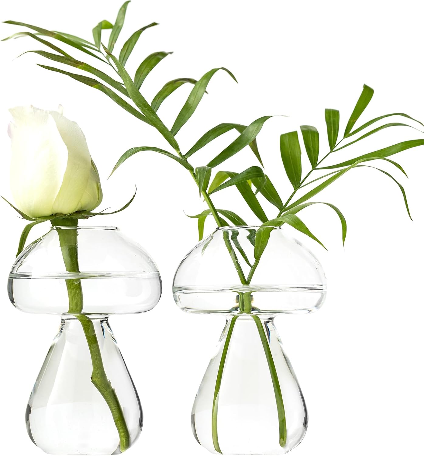 Maceta vidrio propagación plantas decoración hogar