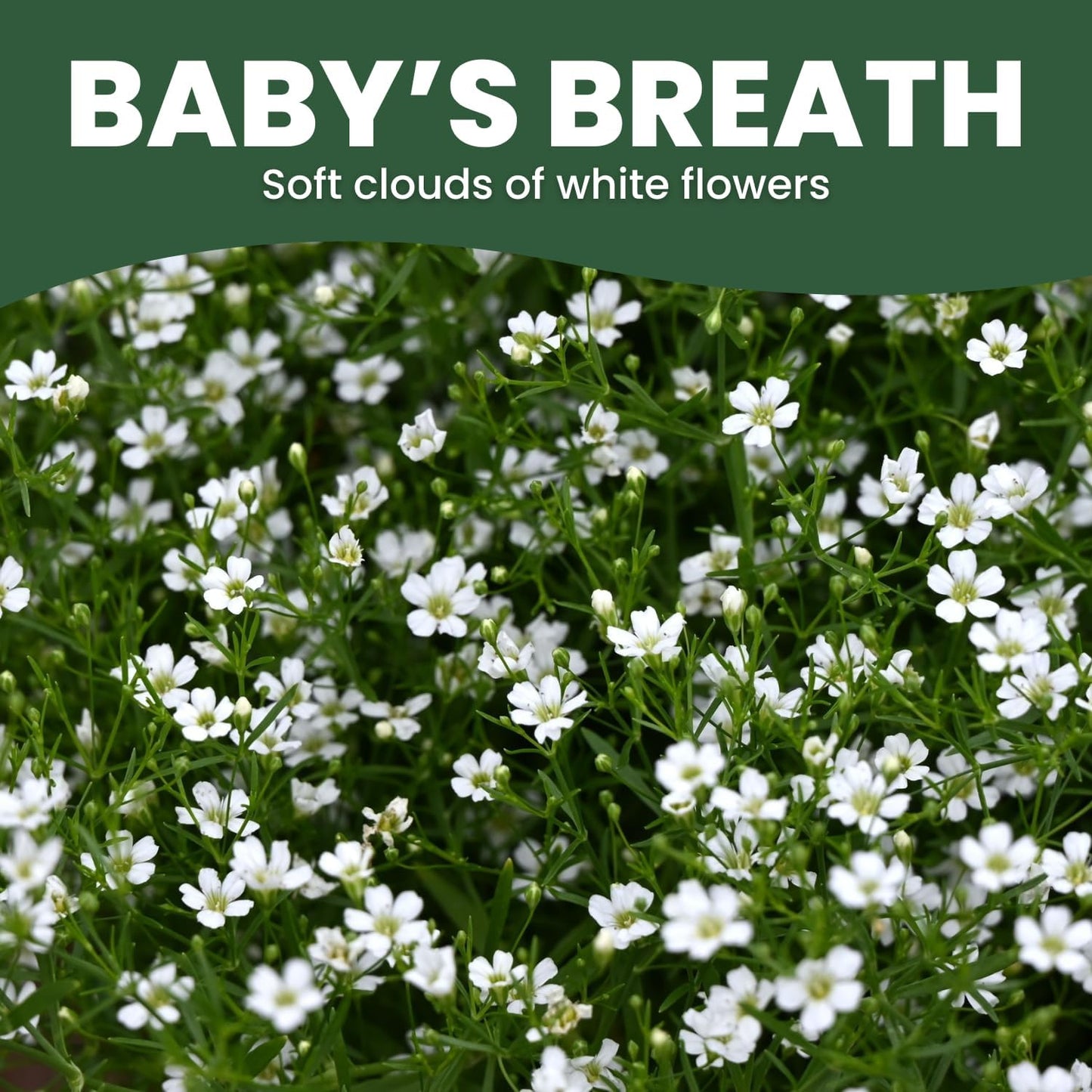 Semillas Baby's Breath 0.18oz Temporada 2026