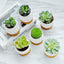 Set 6 Macetas Porcelana Blanca con Drenaje para Cactus Hogar