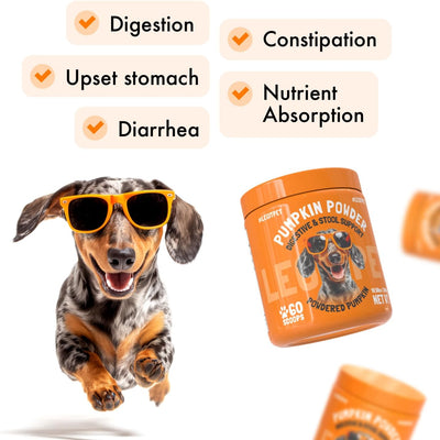 Polvo calabaza perros fibra digestiva heces firmes