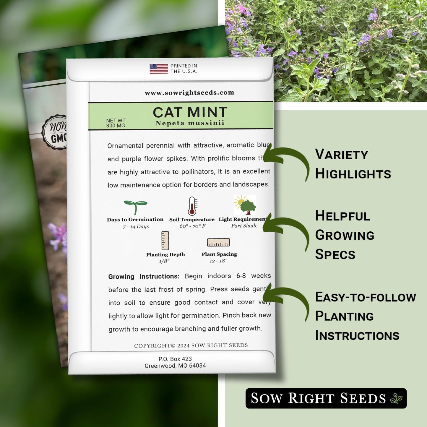 Semillas menta para gatos Nepeta fácil de cultivar