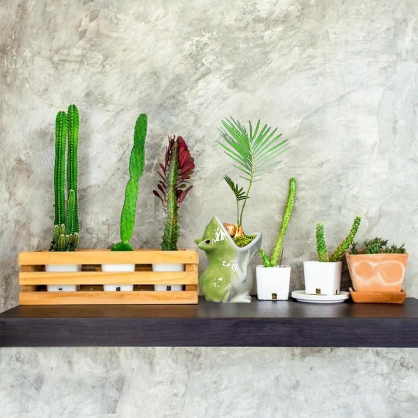 Maceta rana cerámica para suculentas cactus decoración hogar